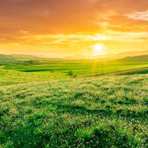 Panoramic,Spring,Season,Landscape,Of,Beautiful,Greel,Field,With,Yellow