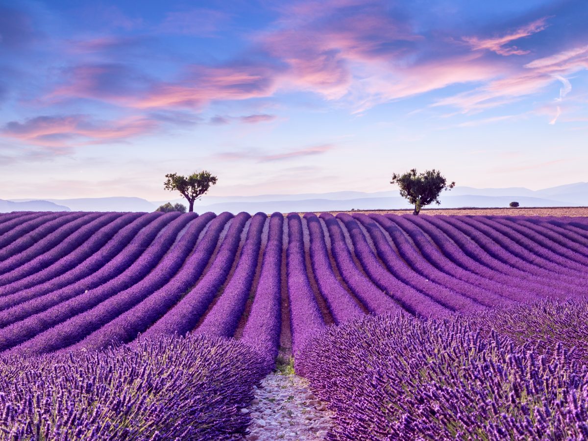 Lavender,Field,Summer,Sunset,Landscape,Near,Valensole.provence,france