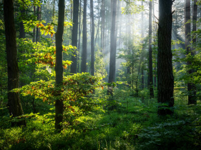 Beautiful,Sunny,Morning,In,Green,Forest