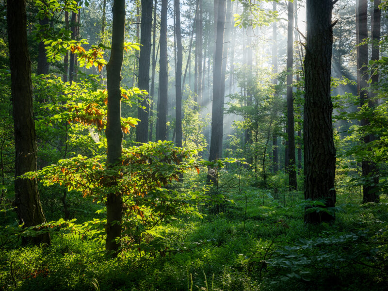 Beautiful,Sunny,Morning,In,Green,Forest