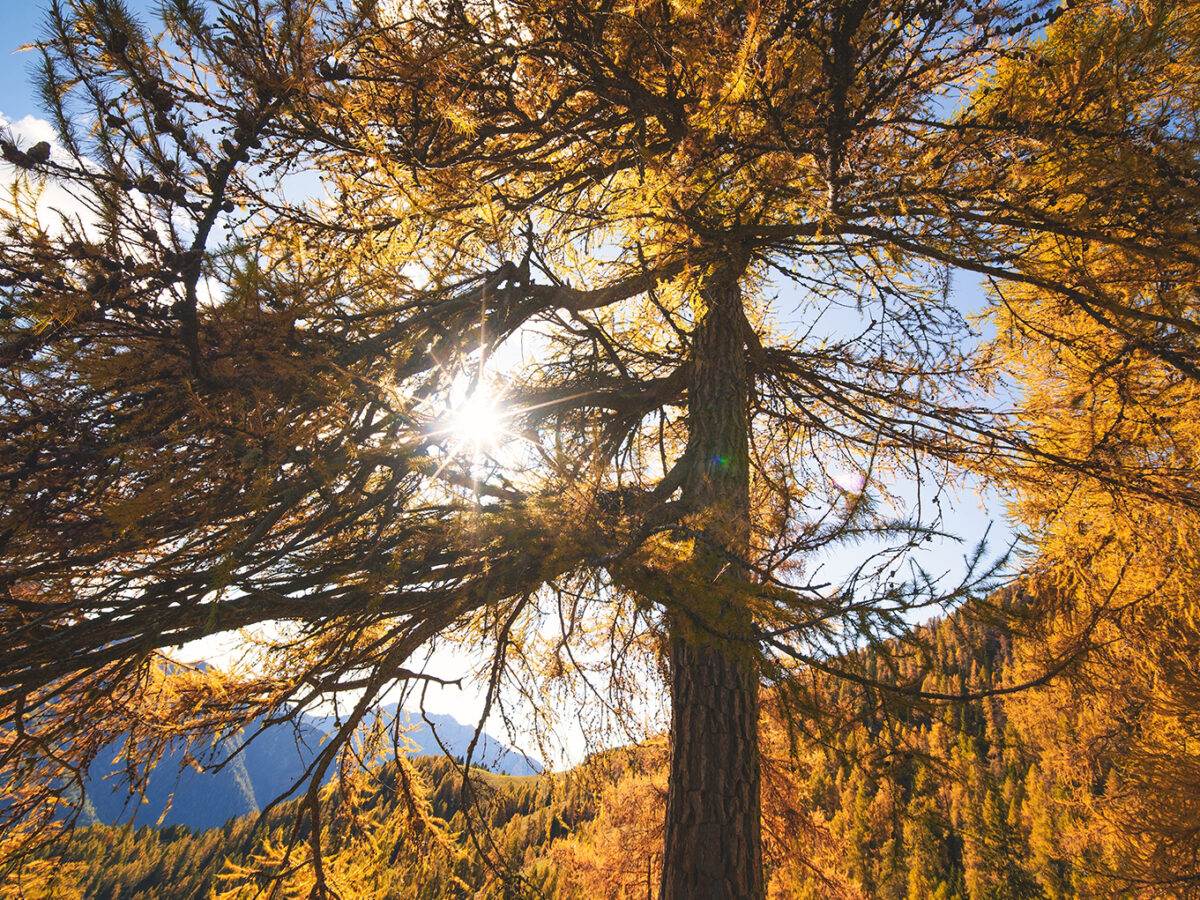 Autumn,Larch,With,The,Sun,Filtering,Through,The,Branches,On