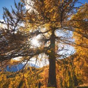 Autumn,Larch,With,The,Sun,Filtering,Through,The,Branches,On
